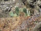 Дивите кактуси на Синеморец